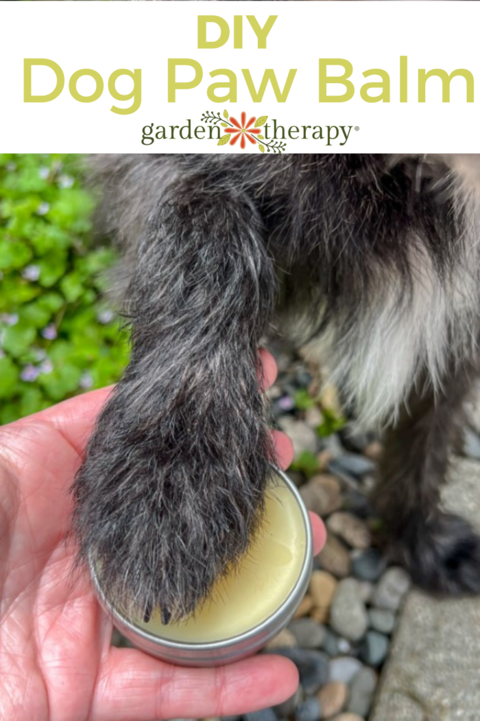 DIY Dog Paw Balm to Moisturize & Soothe Paws Garden Therapy