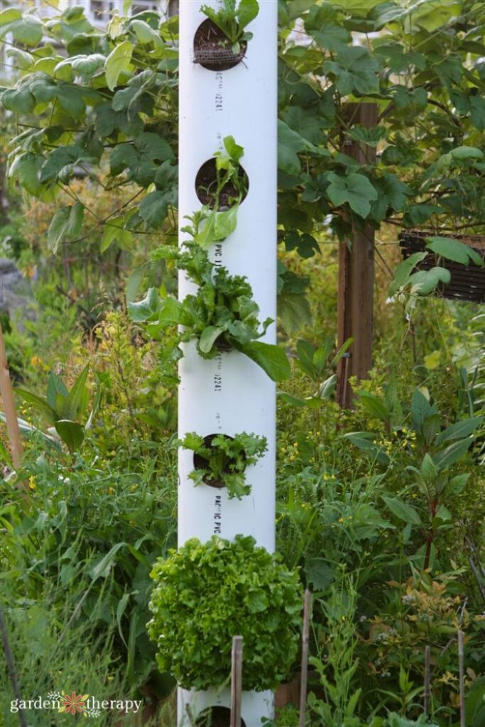 growing lettuce in containers using a tower