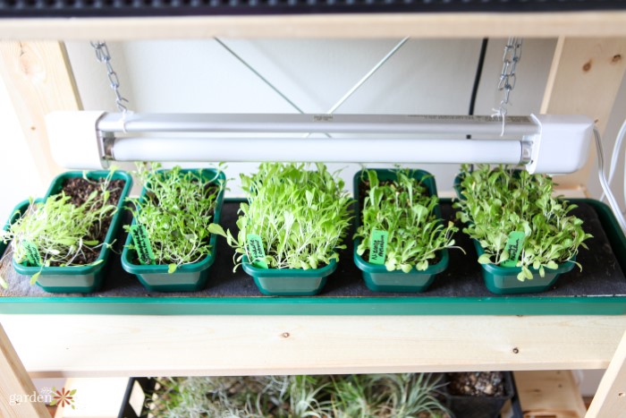lettuce seedlings on grow light shelf
