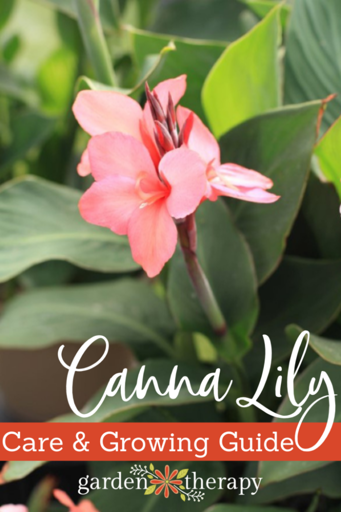 Pin image for a canna lily care and growing guide