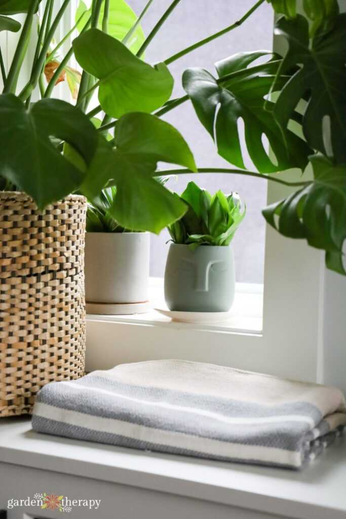 arranging houseplants on window sill in living room