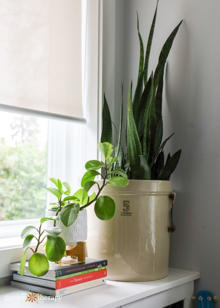 arranging houseplants on window