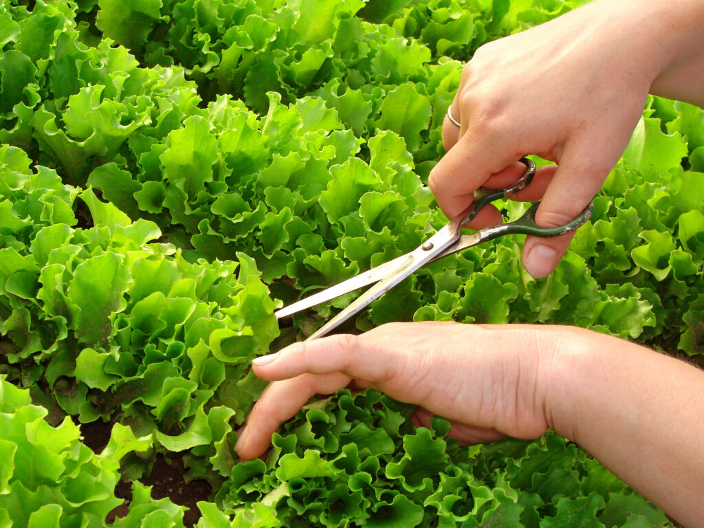 using scissors to cut lettuce