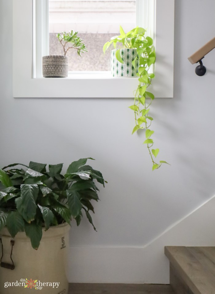 houseplants by stairs