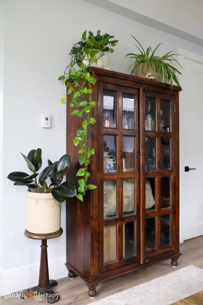 houseplants on cabinet