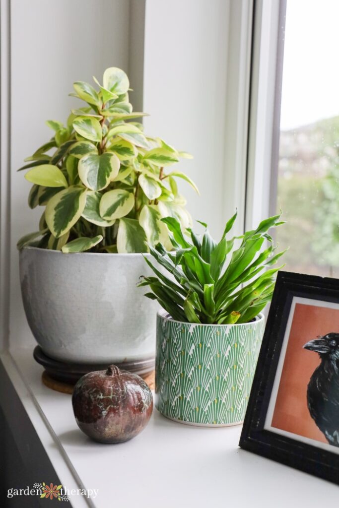 houseplants on window sill