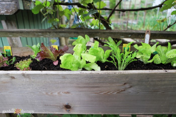 lettuce growing in a container