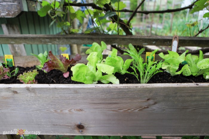 https://gardentherapy.ca/wp-content/uploads/2023/02/lettuce-growing-in-a-container.jpg