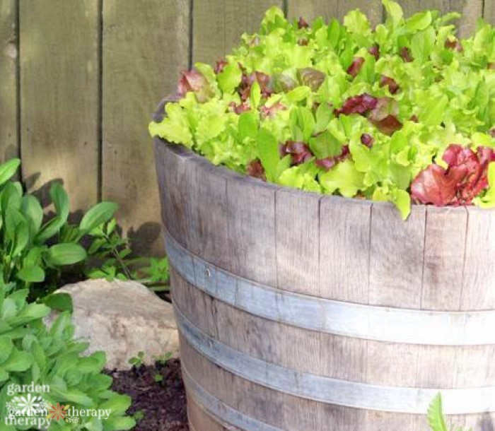 lettuce in wine barrel