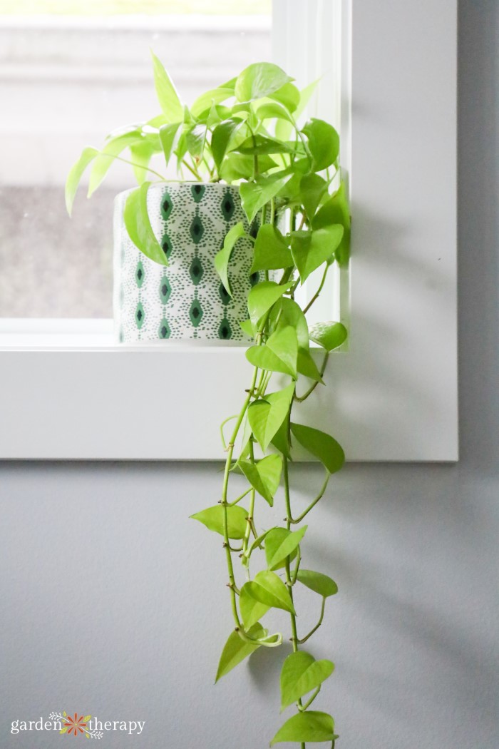 plante suspendue pothos sur le rebord de la fenêtre