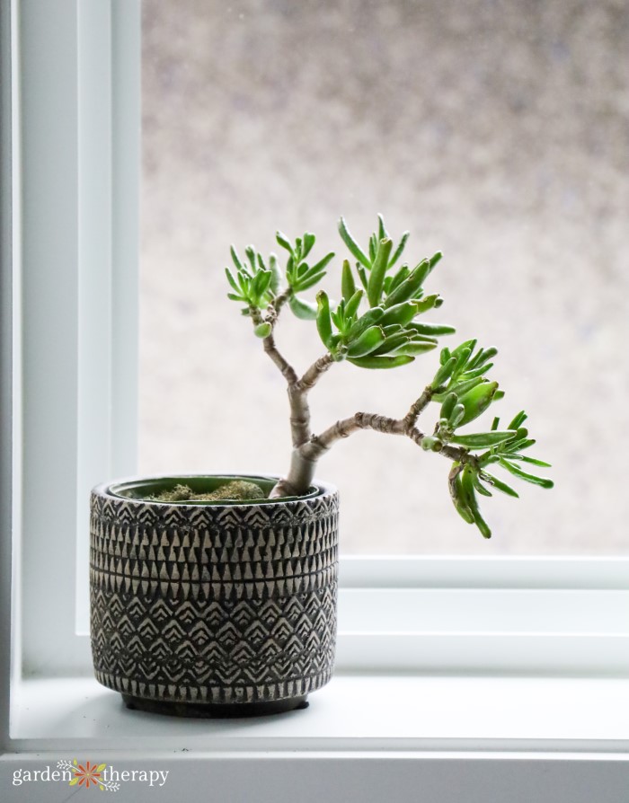 succulent on windowsill