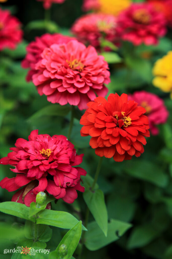 red zinnia flowers in a cut flower garden