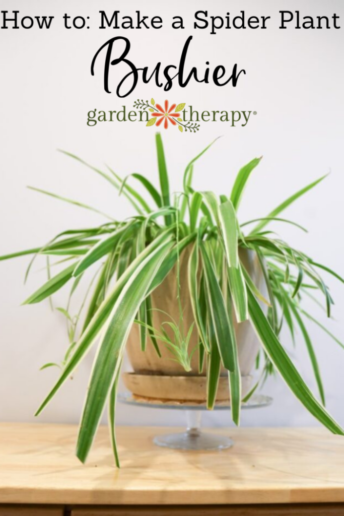 How to Grow Spider Plants