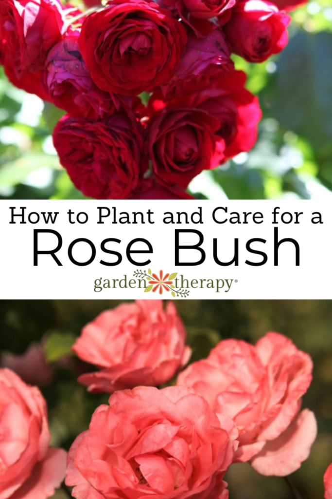 Pin image for how to plan and care for a rose bush