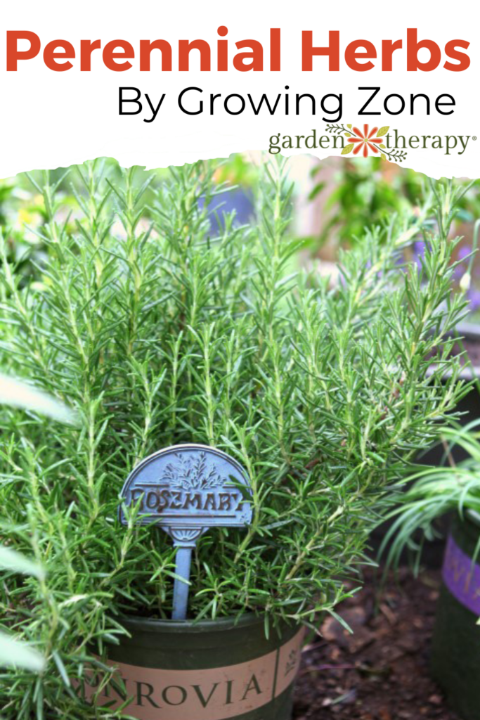 Pin image for perennial herbs by growing zone