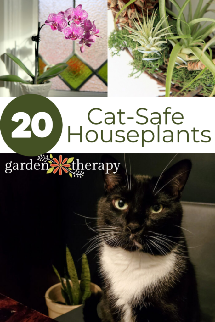 Pin image for 20 cat-safe houseplants