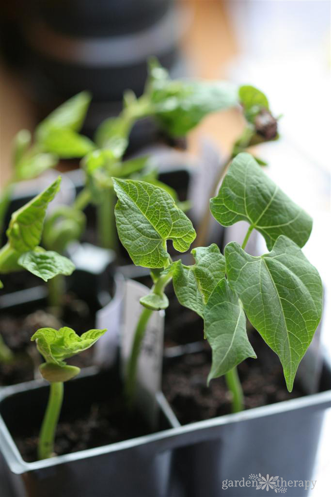 seedlings in a small tray