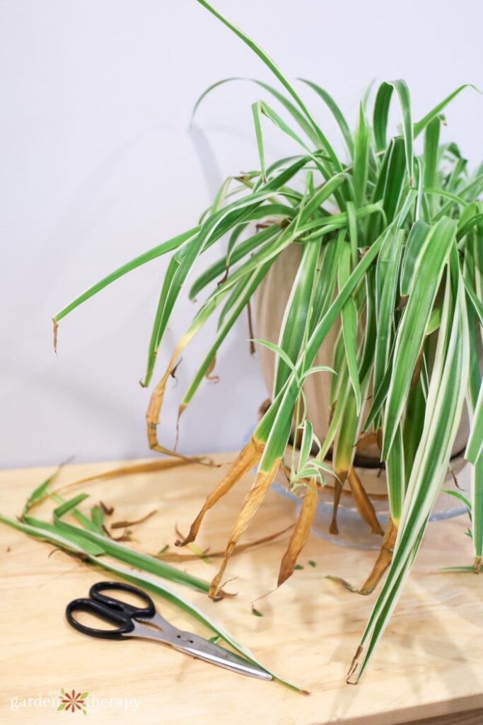 spider plant with scissors in need of pruning