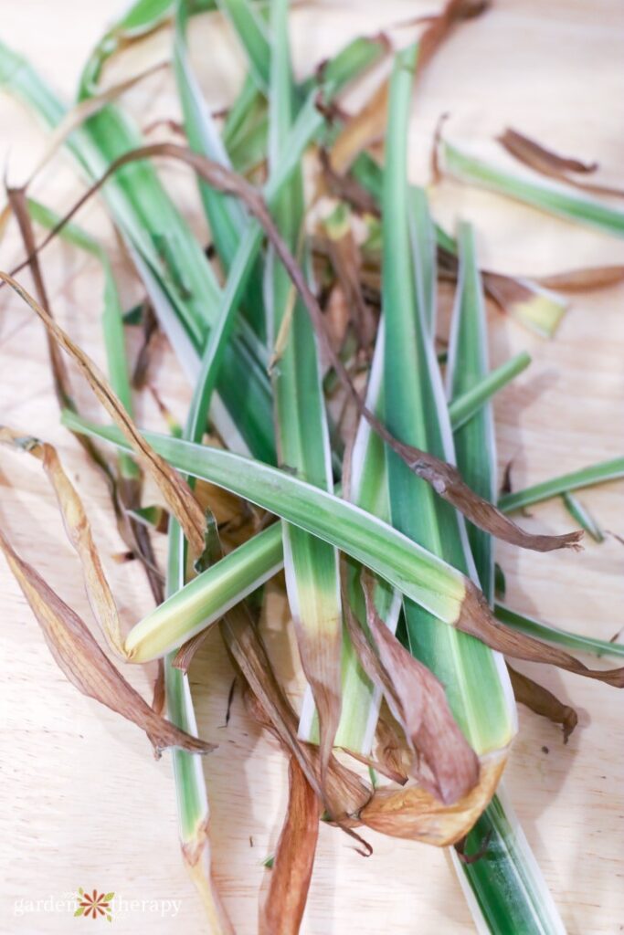 spider plant leaves that have been pruned