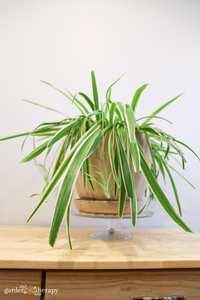 how to make a spider plant bushier