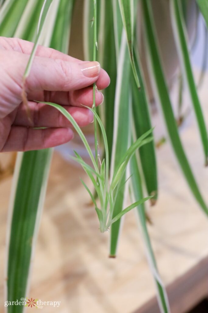 How to Propagate Spider Plants Using 3 Different Methods