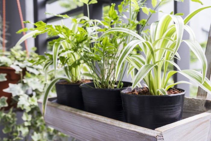 spider plant and fern in window sill