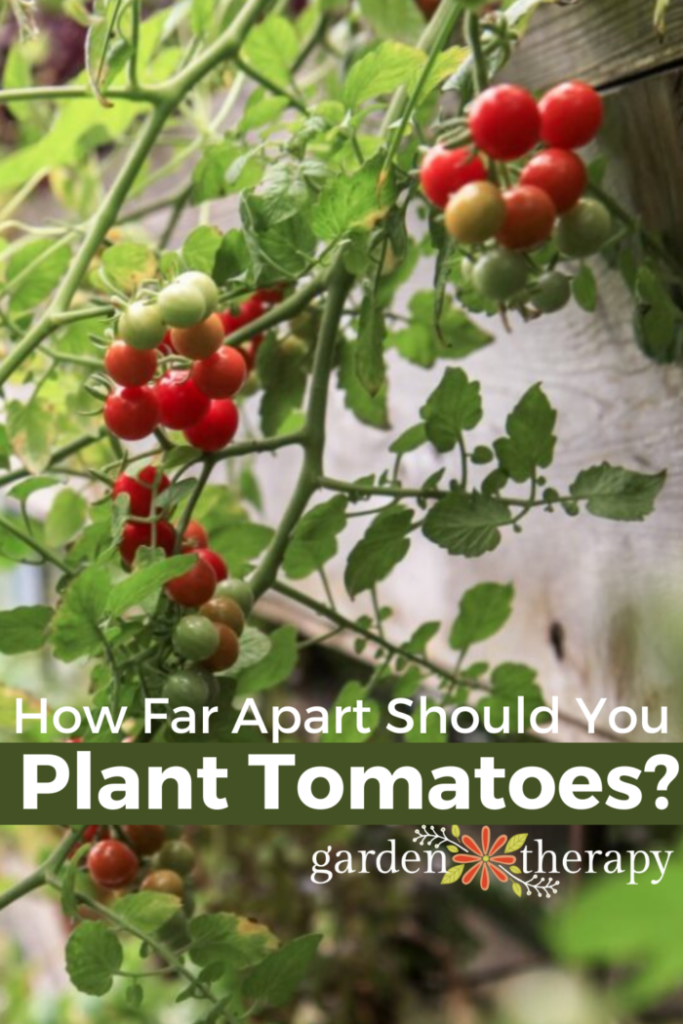 Pin image for how far apart your should plant tomatoes.