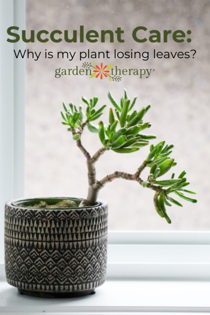 Pripnite obrázok pre tipy na starostlivosť o sukulenty a prečo vaša sukulentná rastlina stráca listy