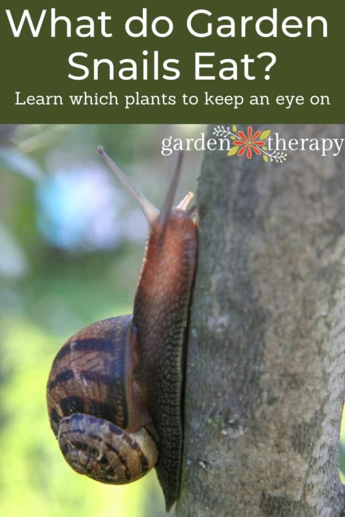Pin image answering: "What do garden snails eat" and which crops to keep an eye on.