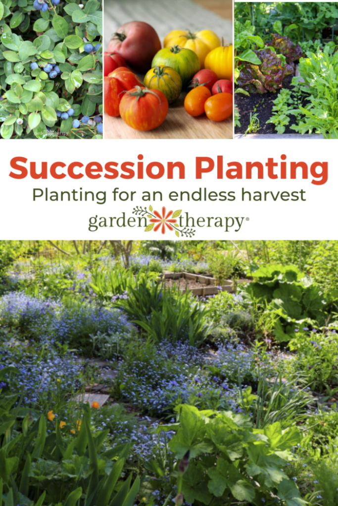 Pin image for succession planting and how to plant for an endless harvest