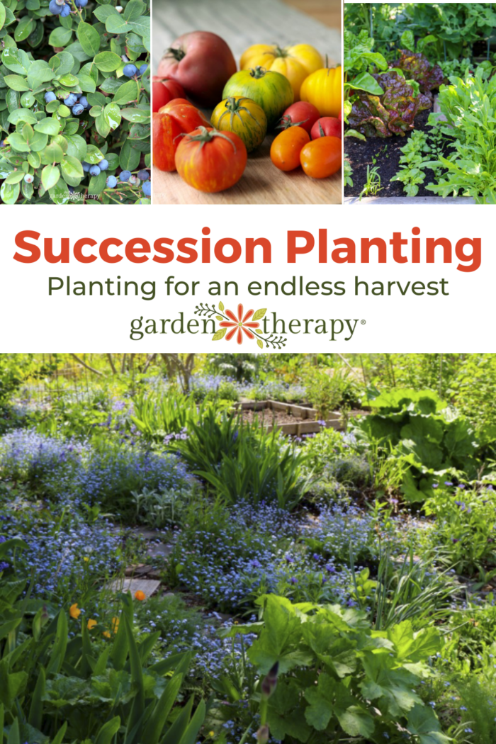 An Endless Harvest: The Art Of Succession Planting - Garden Therapy