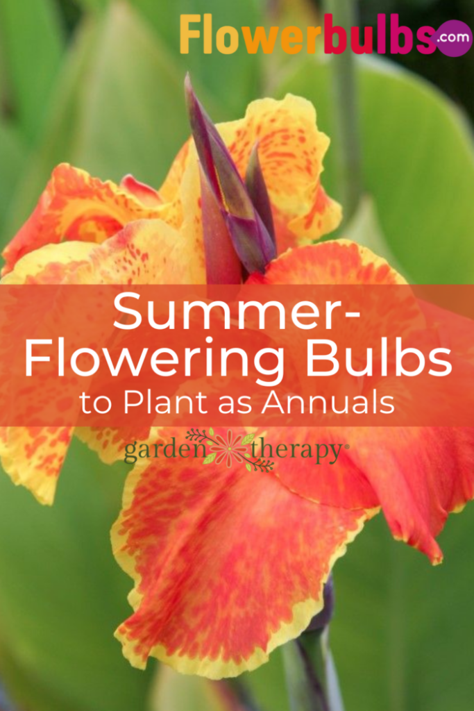 Foto de pin para bulbos de flores de verano que se pueden plantar como plantas anuales