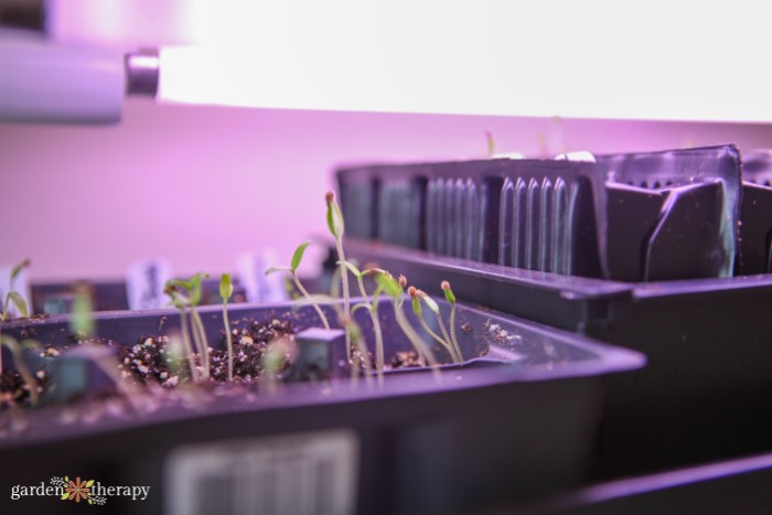 Full spectrum grow lights for seedlings indoors