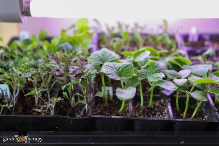 Kale and cucumber seedlings growing under lights