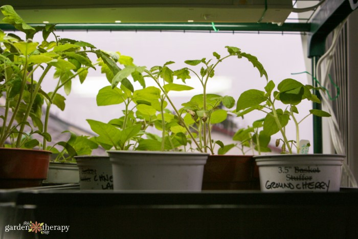 Leggy tomato seedlings under a grow light