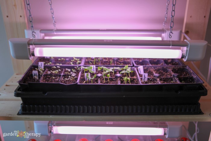 Seeds growing under grow lights