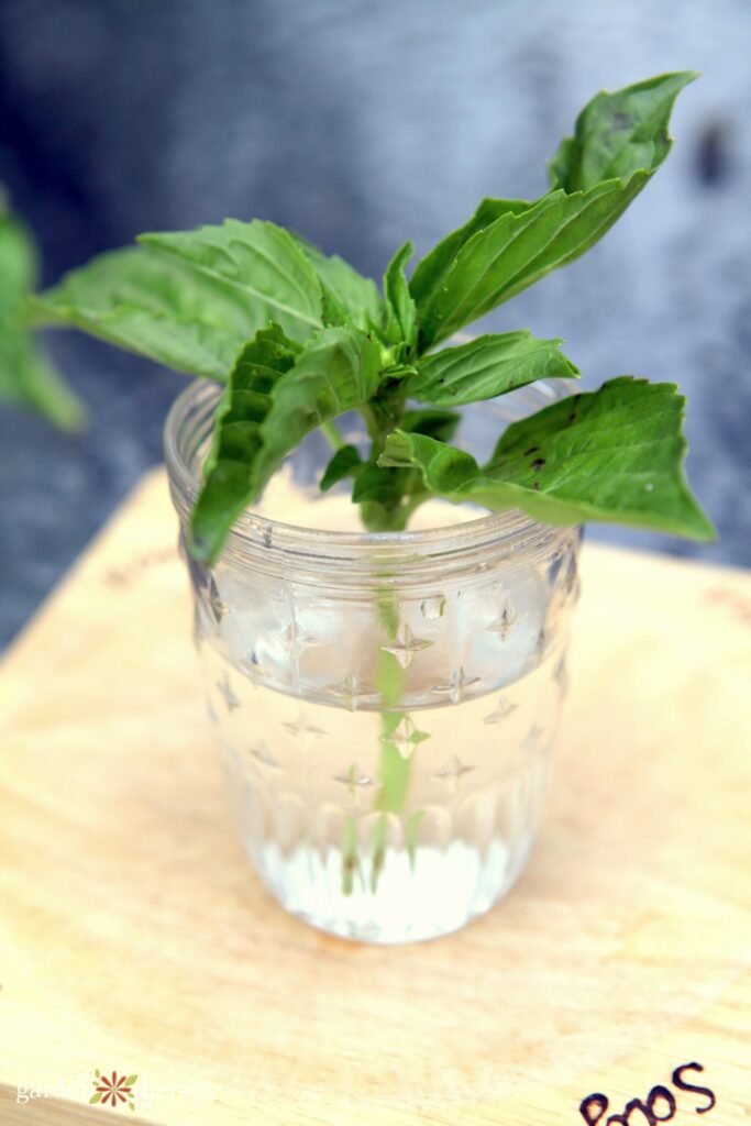 basil cutting in jar of water