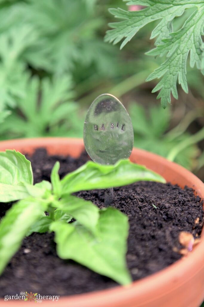 basil in container