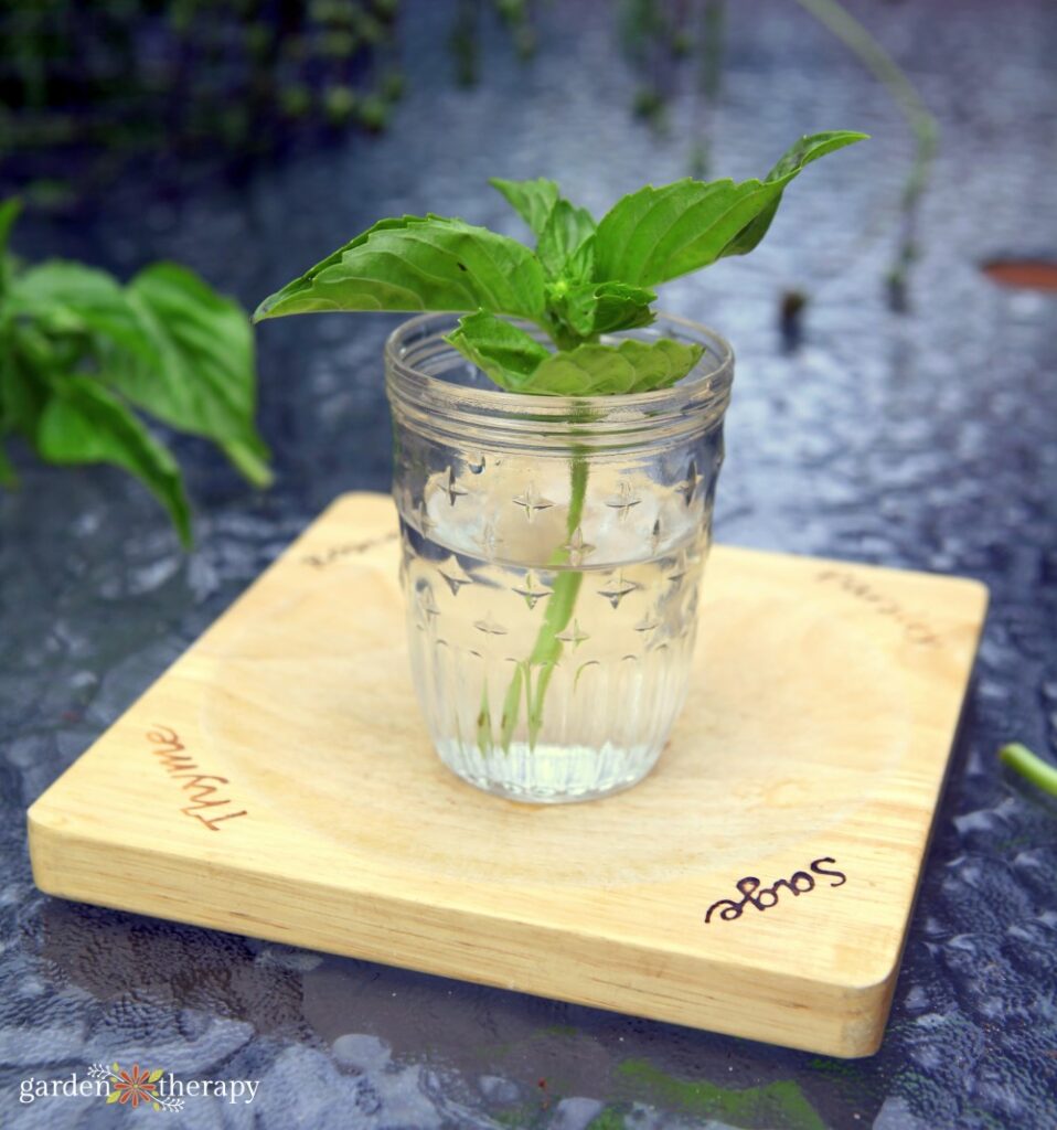 basil in water