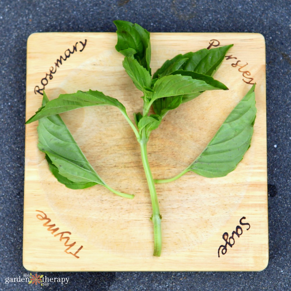 basil on cutting board