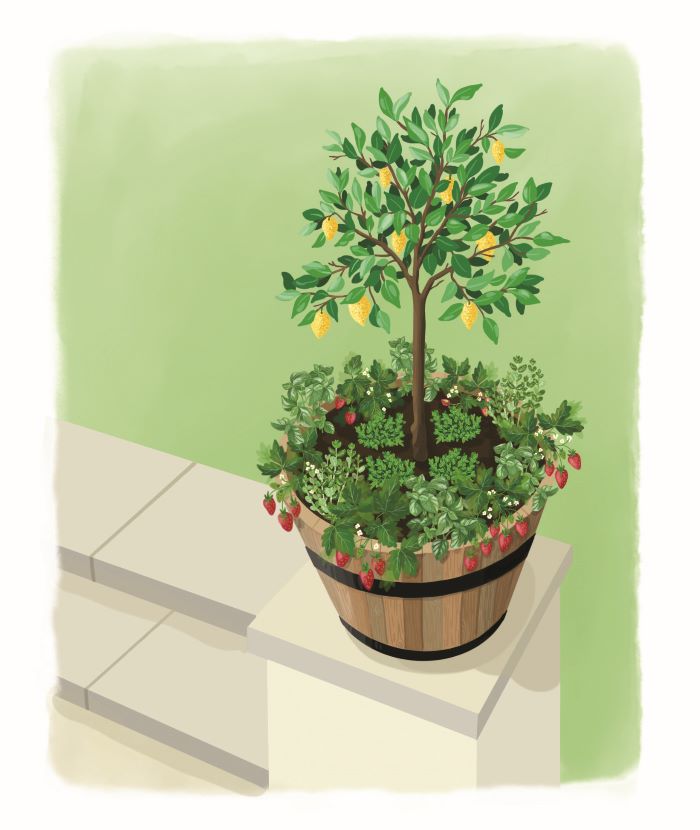 cocktail garden container garden idea illustration