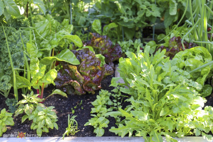 interplanting lettuce and herbs in garden bed
