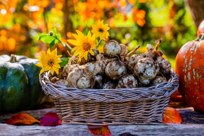 harvested sunchokes in wicker basket