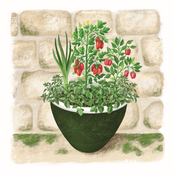 tomato sauce garden illustration