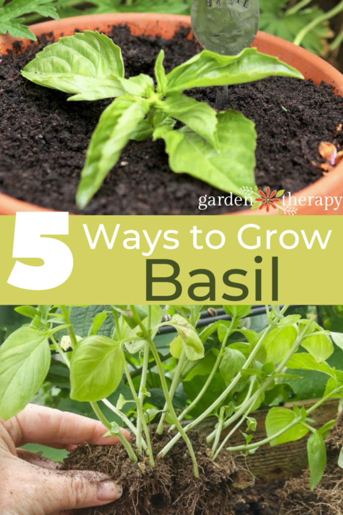 How To Grow Basil 5 Methods Garden Therapy   1 E1684956412285 683x1024 