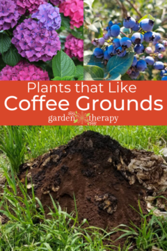 What Plants Like Coffee Grounds? - Garden Therapy