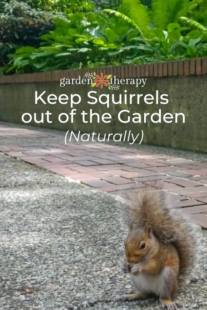 How To Keep Squirrels Out Of The Garden Naturally - Garden Therapy