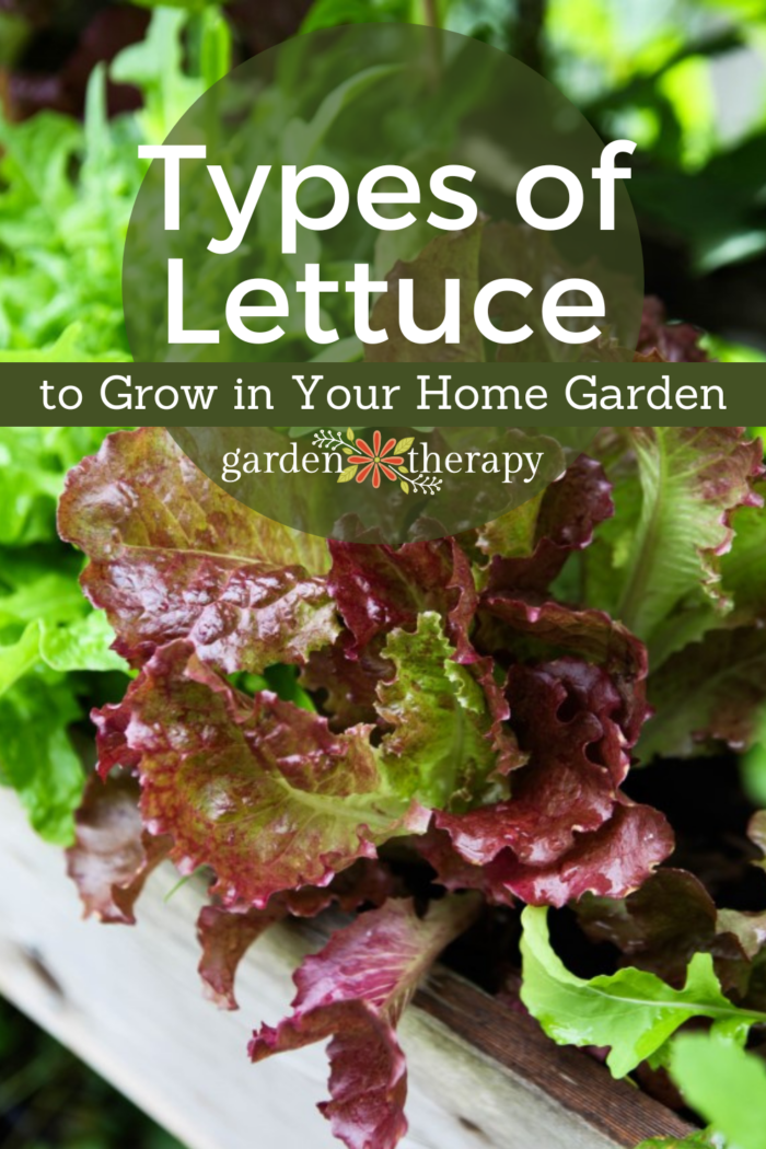 Different Types of Lettuce to Grow for Home Gardeners Garden Therapy