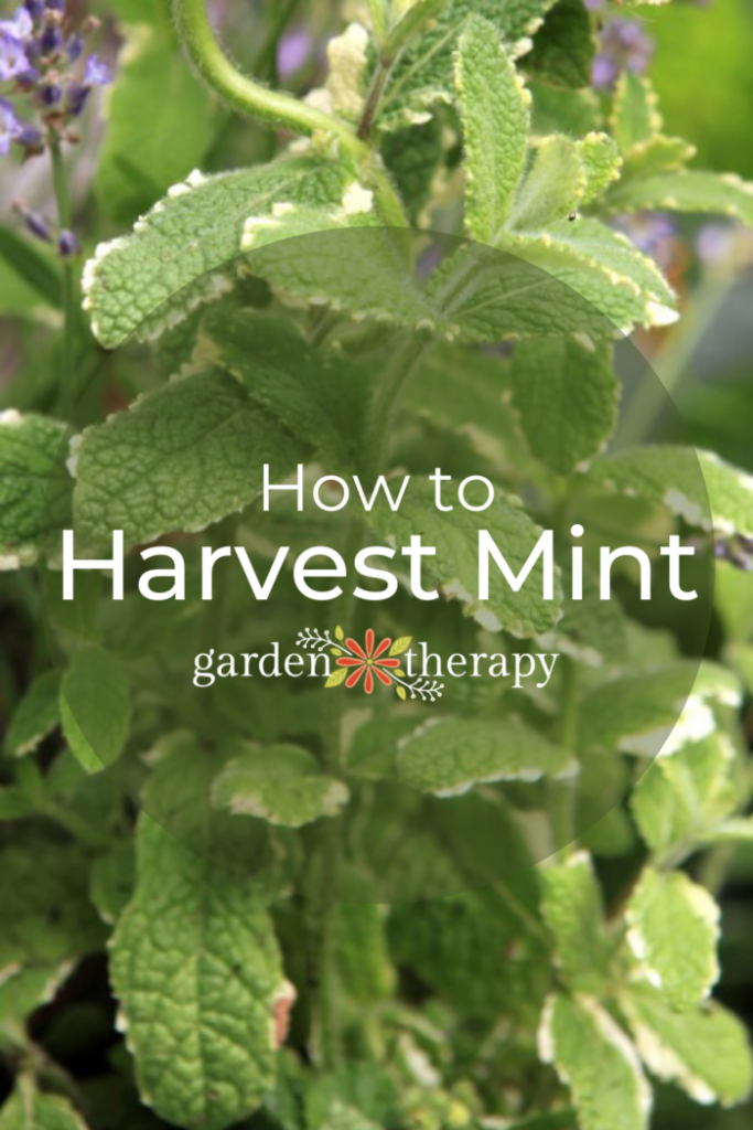 Pin image for how to harvest mint