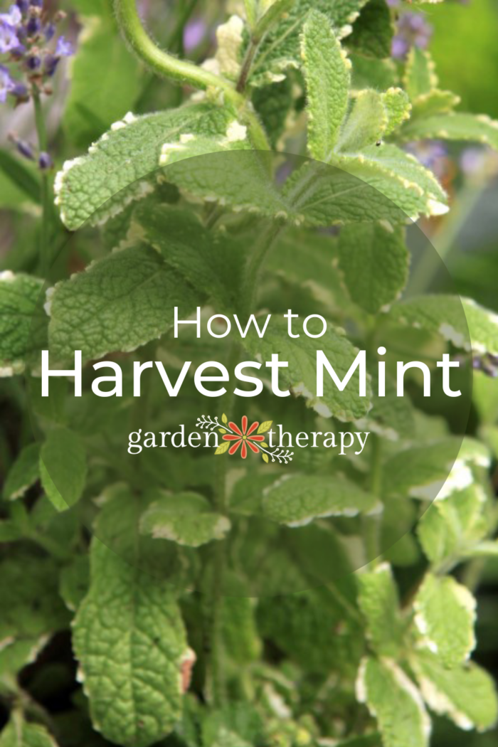 How To Harvest Mint (and What To Do With It!) - Garden Therapy